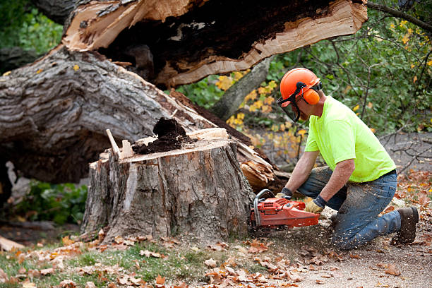 Best Commercial Tree Services  in Bridgeport, AL